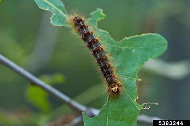 Gypsy moth